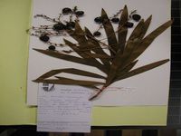 Herbarium sample